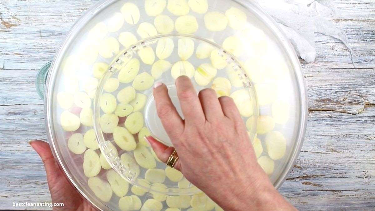 Dehydrating garlic slices.