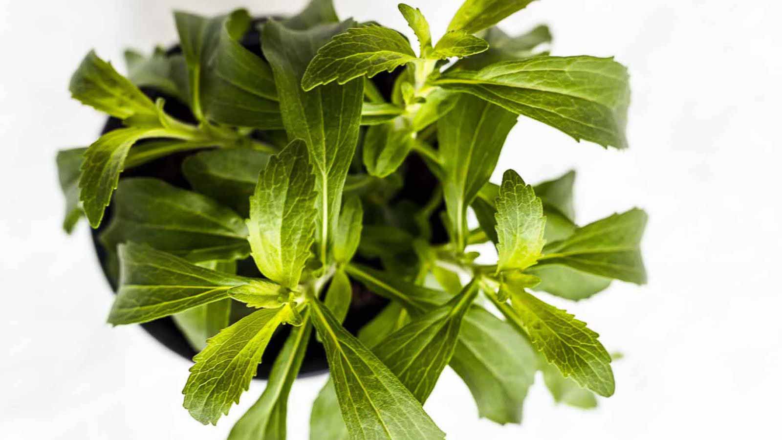 Stevia Plant from above.